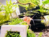 Aquarioes review photo