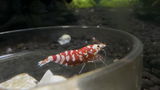 Aquarioes review photo