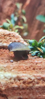 H4RL33NQU1NZ3L review photo