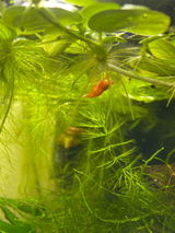 Werner E. review photo