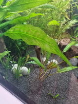 Elsalinchen review photo