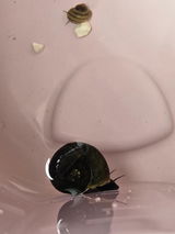 Tine review photo