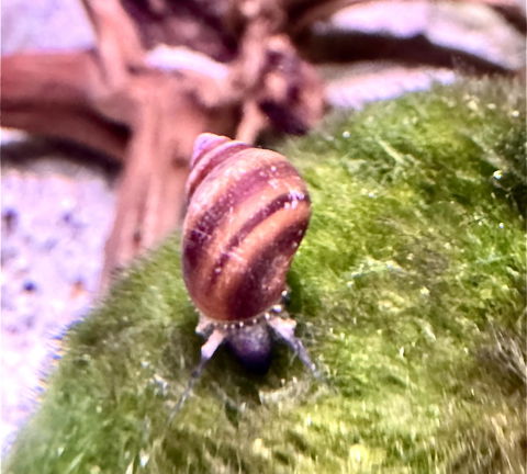 Blue Jelly Schnecke / Aquariumschnecke | Taia sp. "Blue Jelly"