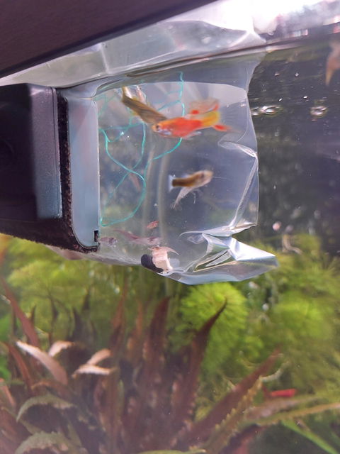 Red Fire / Red Cherry Garnele | Neocaridina davidi "Red Fire"