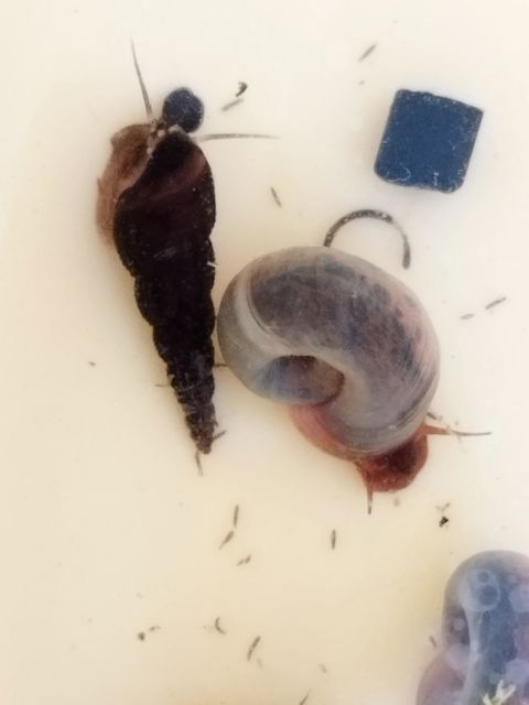 Blaue Posthornschnecke - Avatar Schnecke | PHS Blau | Helisoma cf.anceps