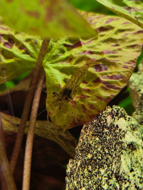 Rotscherengarnele | Planarienfresser Garnele | Macrobrachium peguense