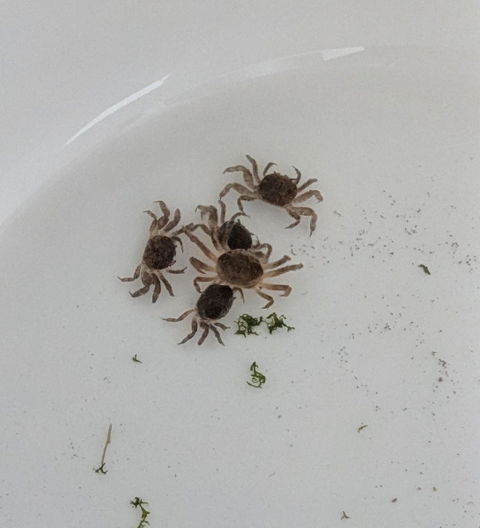 Zwergkrabbe / Zwergghost Unterwasserkrabbe | Lebt unter Wasser | Potamocypoda pugil