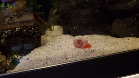 Rosa / Pinke Posthornschnecke | PHS Pink | Helisoma cf.anceps