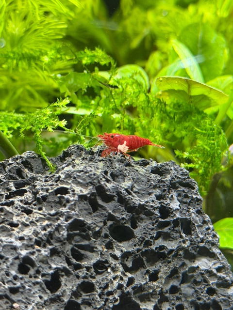 Rote Bloody Mary Sakura Garnele | Neocaridina davidi "Bloody Mary"