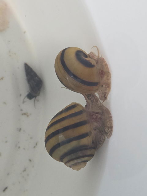Gestreifte Zebra Apfelschnecke | Asolene spixi