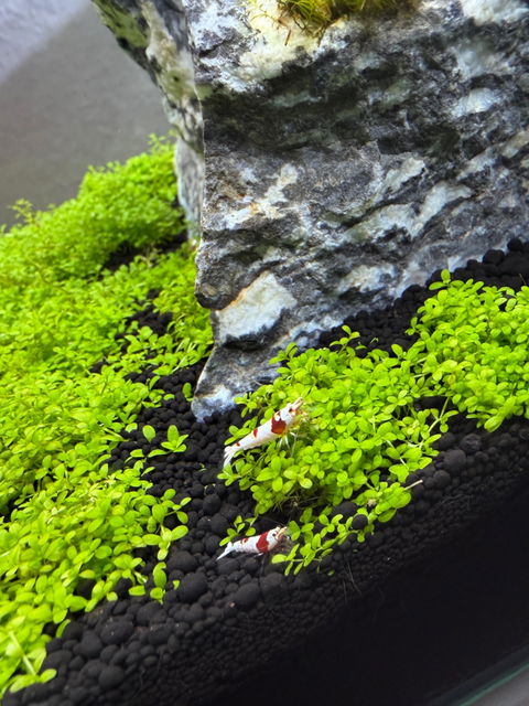 Red Bee PRL Bienengarnele | Caridina logemanni - Pure Red Line Bee
