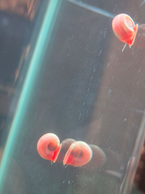 Rosa / Pinke Posthornschnecke | PHS Pink | Helisoma cf.anceps
