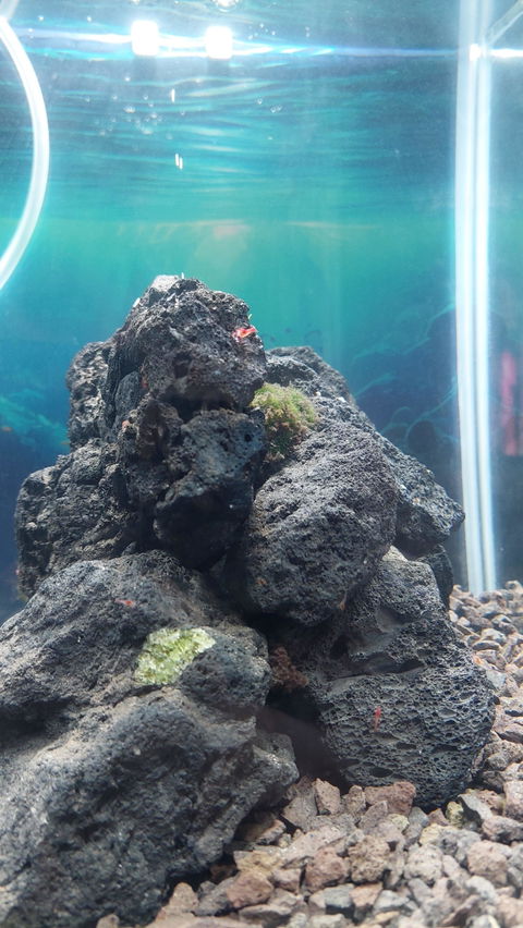 Rote Hawaii Garnele | Brackwassergarnele | Halocaridina rubra - Rarität