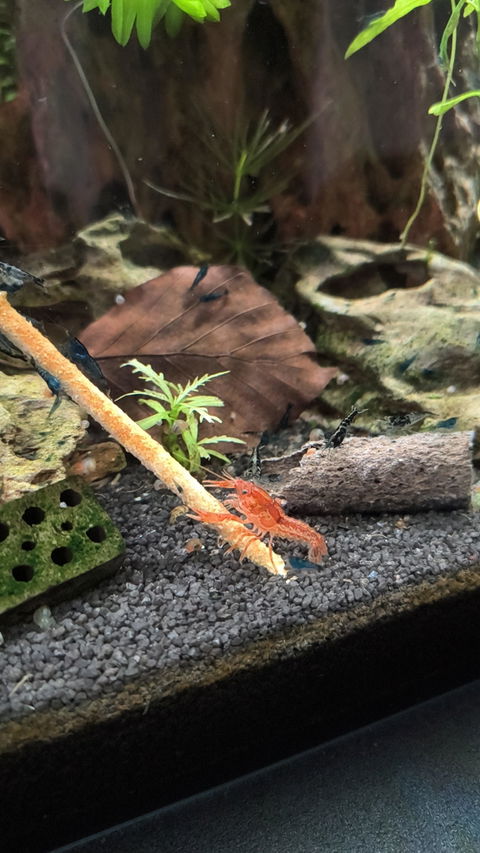 Oranger Zwergflusskrebs CPO | Cambarellus patzcuarensis orange