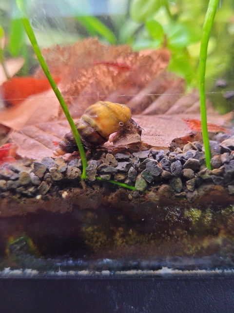Koreanische Turmdeckelschnecke | TDS Korea | Semisulcospira Gottschei - Rarität