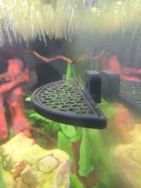 Phönixmoos | Fissidens fontanus "Phoenix Moss" | Aquariummoos