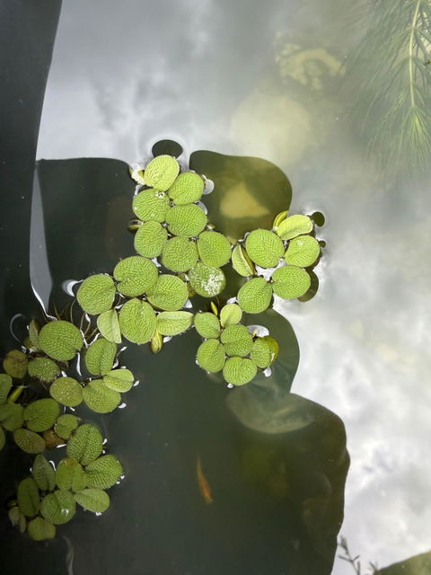 Kleinohriger Schwimmfarn / Büschelfarn | Schwimmpflanze | Salvinia auriculata