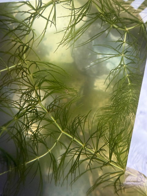 Raues Hornkraut / Hornblatt | Ceratophyllum demersum "Foxtail"