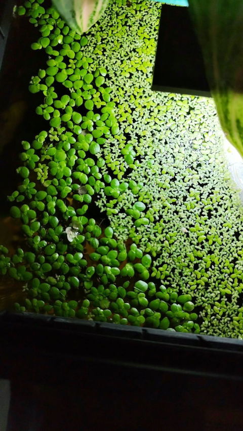 Riesen Wasserlinse / Vielwurzelige Teichlinse | Schwimmpflanze | Spirodela polyrhiza