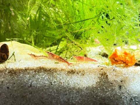 Red Fire / Red Cherry Garnele | Neocaridina davidi "Red Fire"