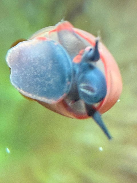 Blaubeer Schnecke / Papua Blue Berry Snail | Notopala sp. Orange Ring - Rarität
