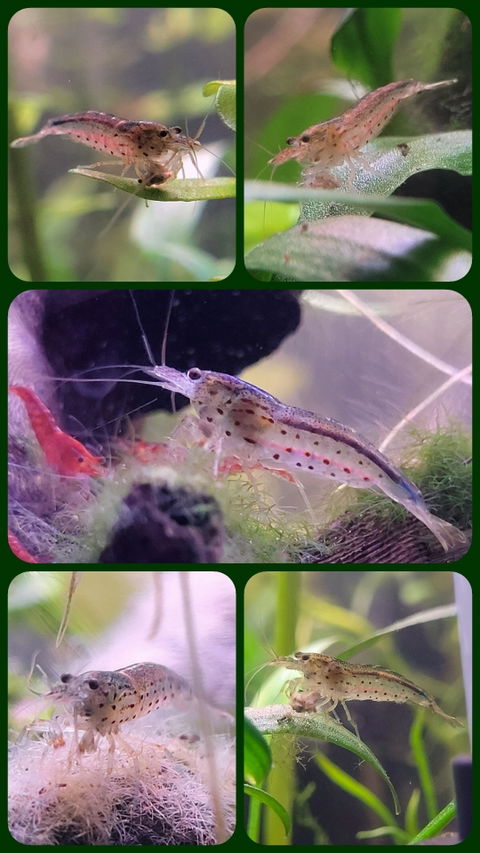 Amano Garnele / Amanogarnele | TOP Algenfresser | Caridina multidentata