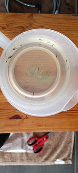 biotope_tank_asie_2025 review photo