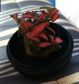 Luis O. review photo