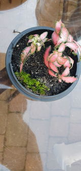 Luis O. review photo