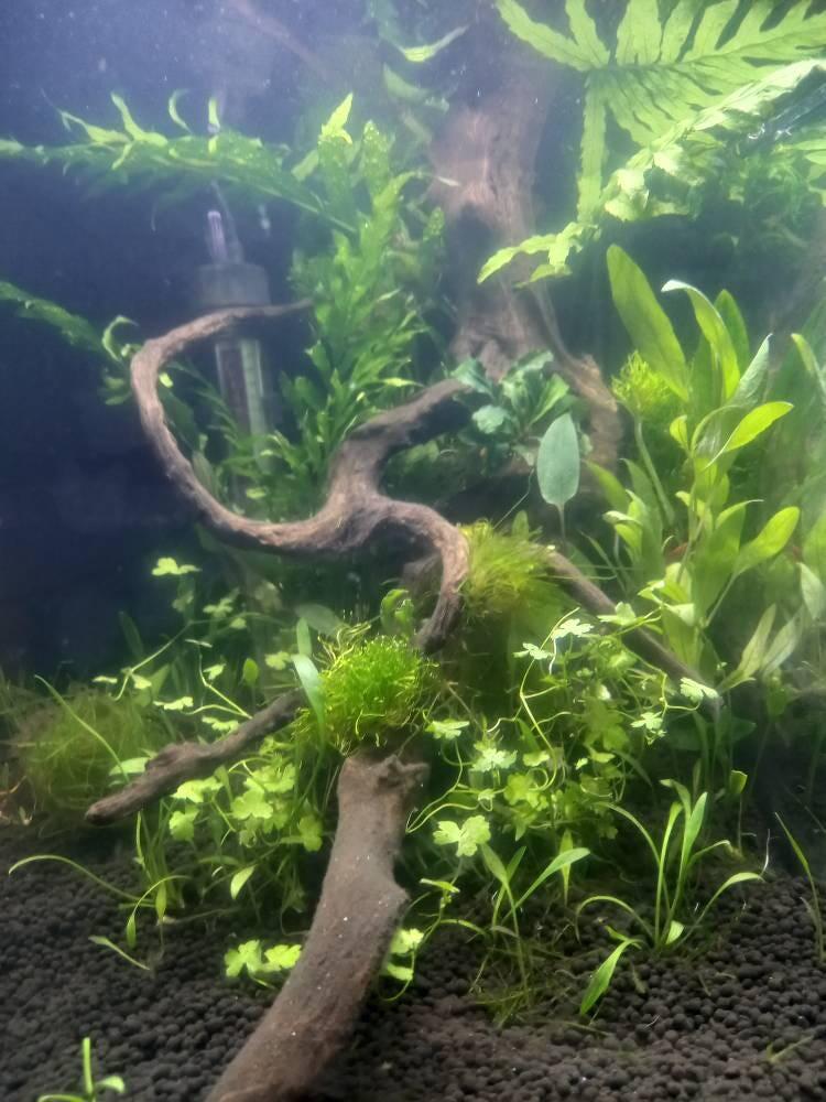 Hottonia palustris