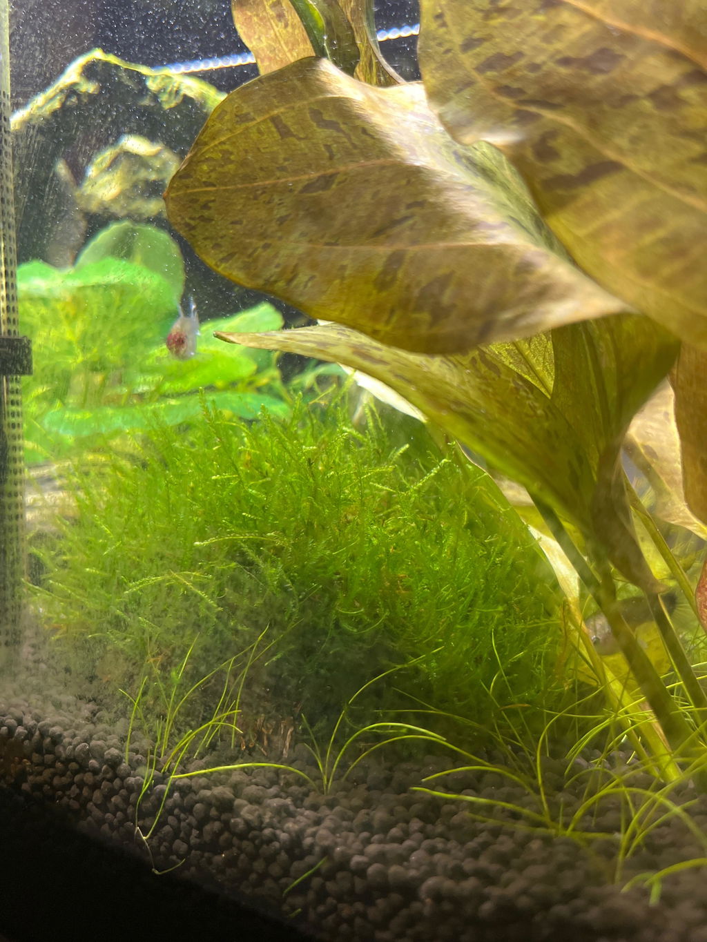 Half Coconut with Java Moss