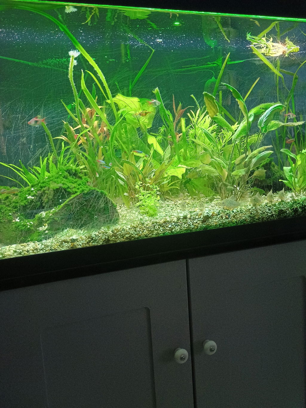 Mixed Box of Aquarium Plants, Expert-Picked for Your Tank