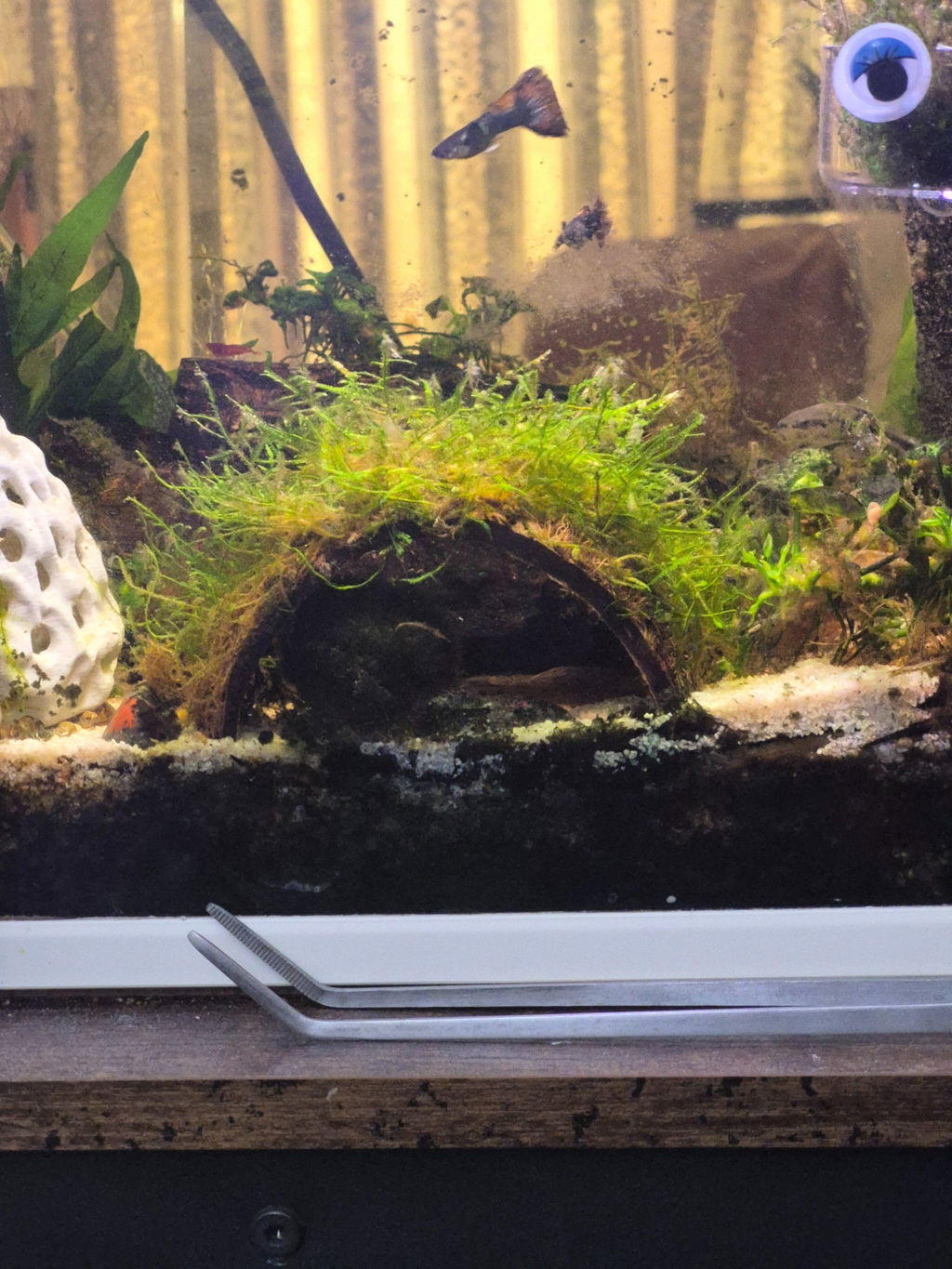 Coconut Arch with Java Moss - Natural Aquarium Shelter