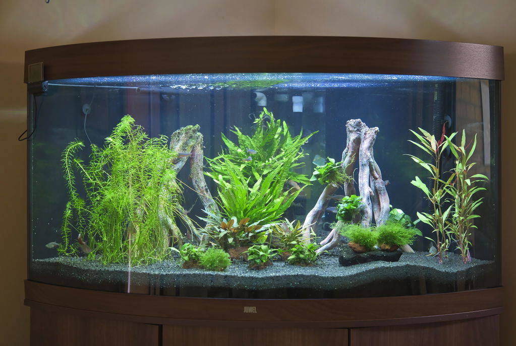 Anubias nana Bonsai