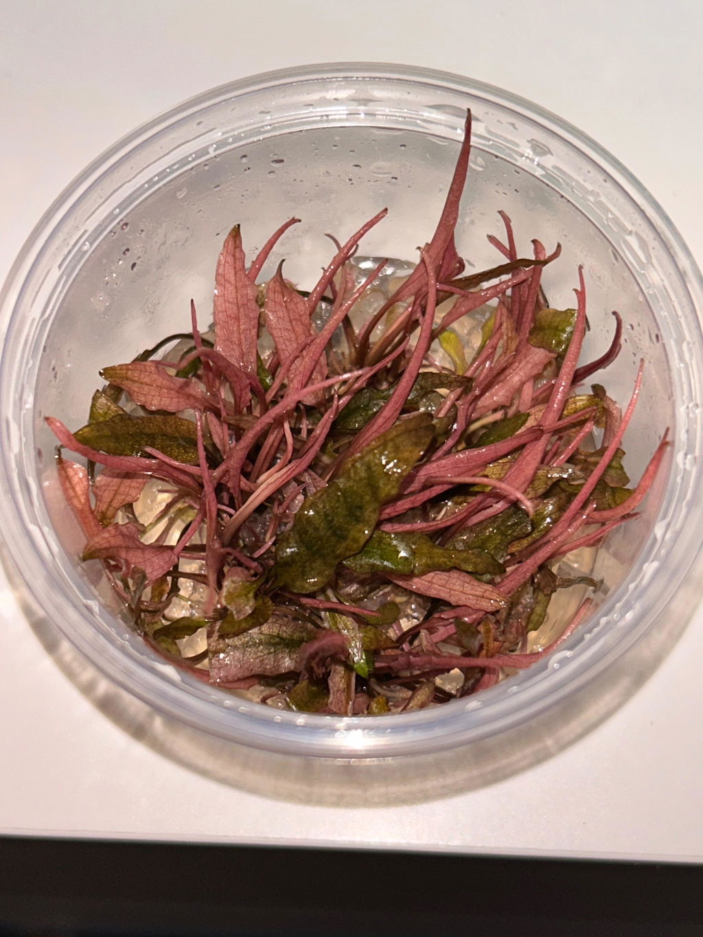 Cryptocoryne sp Flamingo In Vitro