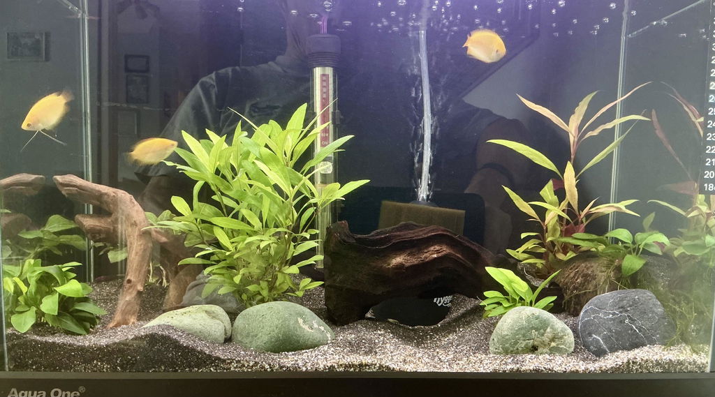 Tropica Beginner Aquarium Plant Bundle - 5 Easy-Care Live Plants