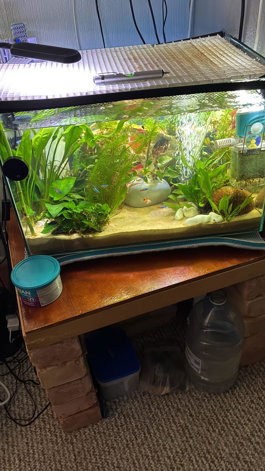 Mixed Box of Aquarium Plants, Expert-Picked for Your Tank