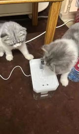 Yacineremichi review photo