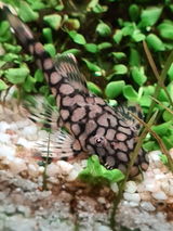 Vik review photo