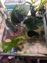 Charmaine Cacciola review photo