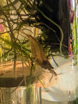 Charmaine Cacciola review photo