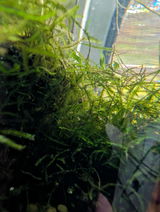 Charmaine Cacciola review photo