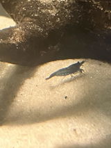 Indigo Drehlich review photo
