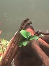 Anubias Nana Petite