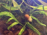 Red Ramshorn Snail
