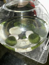 Marimo Moss Ball