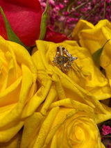 Etsy customer review photo