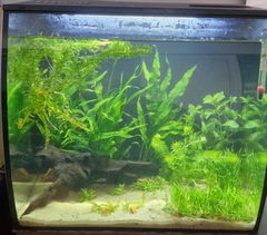 Review picture