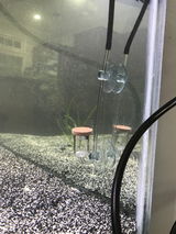 Kehl review photo