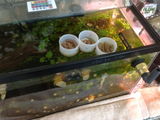 4DogsEatAlotOfChicken review photo